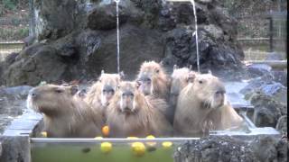 Capybaras soaking in an onsen Japanese hot springs [upl. by Avuha]