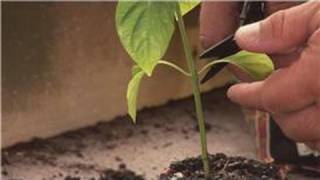 Pepper Plants  How to Prune Pepper Plants [upl. by Ecnarret394]