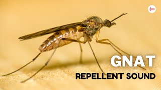 Gnat Repellent Sound [upl. by Nnoryt]