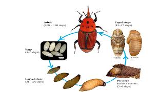 රතු කුරුමිනියගේ ජීවන චක්‍රය  Life Cycle of Coconut Red Weevil  redweevil  coconut [upl. by Notslah]