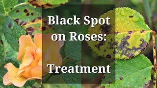 Black Spot Roses Treatment [upl. by Dnalor]