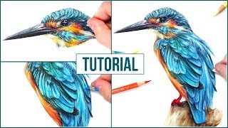 How to Draw a Realistic Bird using Coloured Pencils  Step by Step Drawing Tutorial [upl. by Zaslow]