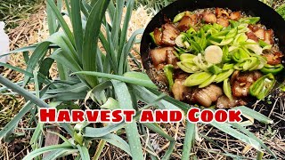 🇵🇭🇨🇦Harvesting And Cooking Leeks with Homemade Cured Pork Belly [upl. by Yeoj]