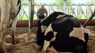 Discover Dairy How do cows make milk [upl. by Bobseine]