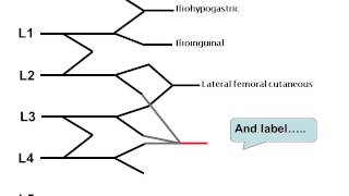 How to draw the lumbar plexus [upl. by Leamse]