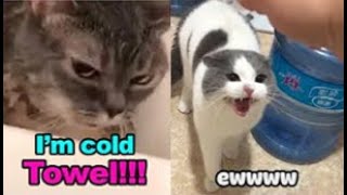 These Cats Can Speak English  TALKING CATS quotMEOWquot Language  Tiktok pets Video [upl. by Notnats]