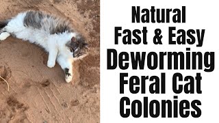 How to Deworm Feral Cat Colonies Barn Cats Fast Easy and All Natural [upl. by Aseram]