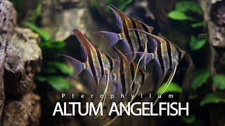 Altum Angelfish Aquarium  Altum Angelfish Tank [upl. by Kcorb]