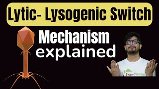 Lytic lysogenic switch  Molecular switch between lytic cycle and lysogenic cycle  lambda operon [upl. by Spindell]