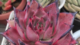 TRASPLANTO MIS AGAVOIDES ROMEO 😍 [upl. by Mialliw]