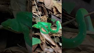 Nature  Waglers Pit Viper Genus Trimeresurus in Bukit Timah Nature Reserve pitvipers snake [upl. by Vandervelde689]