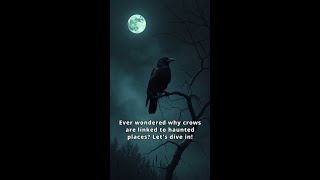 Crows and Hauntings Myths Unveiled [upl. by Adniled]