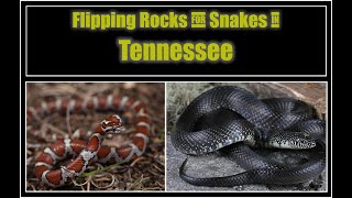 Finding Black Kingsnakes and Milksnakes in Tennessee [upl. by Melisse]