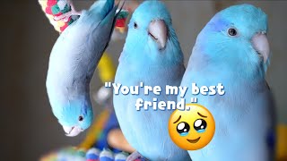 Parrotlet Talking Chirping amp Singing  Parrot Talking Bird [upl. by Granniah]