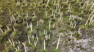 Waterhouse Reserve and the Xanthorrhoea [upl. by Nnayrrehs]