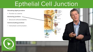 Eptihelial Cell Junctions – Histology  Lecturio [upl. by Akehsay]