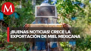 Exportación de miel mexicana creció 33 el año pasado Sader [upl. by Ysus]