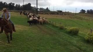 Parker steer calves move training [upl. by Anialem]