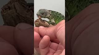 Banana Pectinata Iguanas Make for a Great Pet [upl. by Undry]