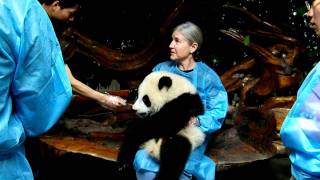 Mike amp Stacy Hold a Baby Panda 04 May 2011 Chengdu China [upl. by Attekal]