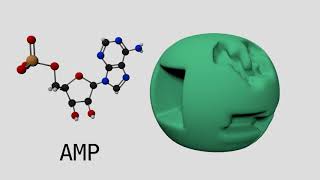 Allosteric Regulation of Phosphofructokinase I [upl. by Risa]