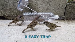 Awesome 3 Easy bird trap [upl. by Ellenwahs714]