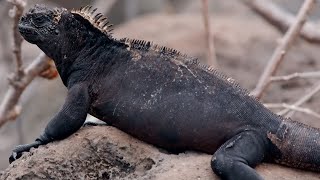 How Marine Iguanas are Surviving Climate Change  BBC Earth [upl. by Jordana]