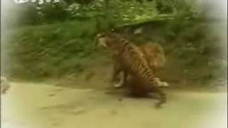 Wild Tigers encounter aggresive Lions Rare must watch [upl. by Novat]