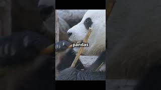 ursos pandas parte 2 curiosidades pets animallover pet curiosidadesnaturais fatoscuriosos [upl. by Kal950]