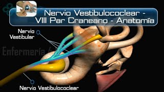 🌟ANATOMÍA DEL PAR CRANEAL VIII NERVIO VESTIBULOCOCLEAR🌟 [upl. by Narat]