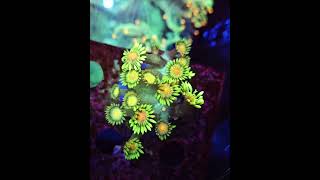 goniopora reefkeeper aquarium meerwasseraquaristik coralaquarium reef [upl. by Lowe]