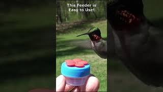 HAND FEEDING Hummingbirds is EASY [upl. by Yorgerg]