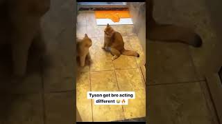 Mike Tyson Cat [upl. by Pepito252]