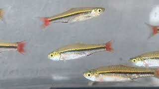 Blackline Rasbora fish [upl. by Ametaf640]