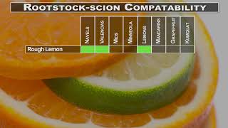 Citrus Propagation 3 Citrus Rootstocks [upl. by Ahsats651]