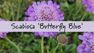 Scabiosa Butterfly Blue at Prides Corner Farms [upl. by Yuma]