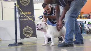 Caribbean Bully Kennel Club CBKC Bully Bash Show [upl. by Anuaf]