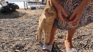 Orange cat on the beach approaches my camera and purrs as if kissing the audience [upl. by Kucik712]