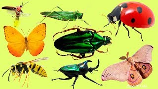 Animales para niños  Nombre de los insectos en espanol  Aprende los animales y sonidos de animales [upl. by Breena368]