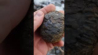 fossilhunting on the Yorkshire Jurassic coast for dactylioceras ammonite fossil [upl. by Hare]