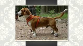 Westphalian Dachsbracke Dog breed [upl. by Feigin173]