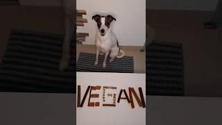 treats for dogs  vegane Leckerli für Hunde vegandog vegan dog healthy treats bordercollie [upl. by Kenny99]