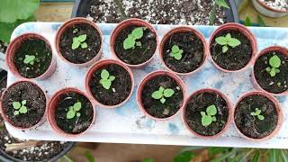 Growing Paulownia From Seed [upl. by Gavrah]