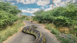 Biggest Anaconda Ever Found  In Real Life  All Parts [upl. by Aloel]