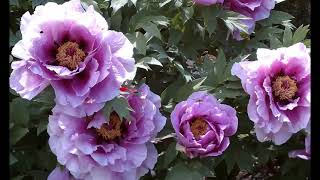 Пион2 Paeonia2 Garden flowers166 Декоративные растения [upl. by Zosema]