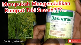 REVIEW HERBISIDA SELEKTIF BASAGRAN UNTUK TANAMAN PADI [upl. by Allebara]