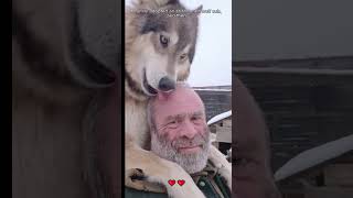 A family adopted an abandoned wolf cub and then wolf loveanimals shorts [upl. by Enileda]