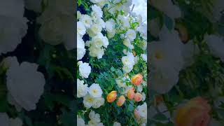 Flower status new status beautiful white rose flower garden video please subscribe to my channel [upl. by Eahsan]