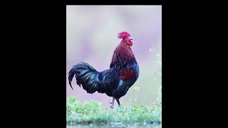 Rooster yelling perfect dubbing Good morning Rooster shouting symbolizes the begin [upl. by Stoeber]