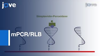 Multiplex PCR amp Reverse Line Blot Hybridization Assay mPCRRLB l Protocol Preview [upl. by Britton196]